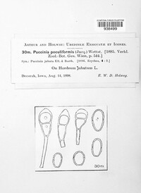 Puccinia poculiformis image